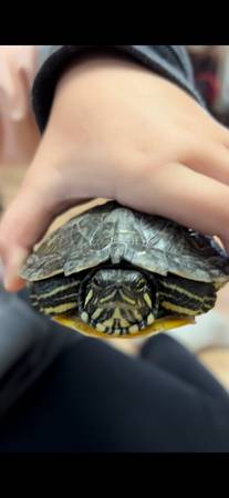Turtles 1