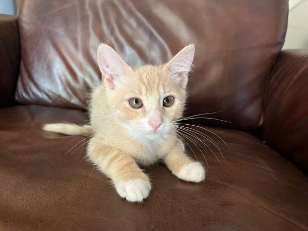 2 Kittens looking to be adopted. 4 month old males. (Coachella)63920646160770124
