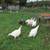 Midget White Turkey poults 1 thumbnail