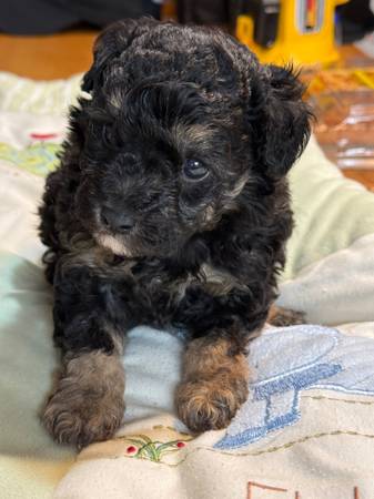 Toy poodle pup (Lucedale)63920390694658120