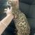 Bengal 14 thumbnail