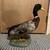 Excellent Condition Mounted Mallard Duck Taxadermy 5 thumbnail