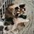 Shihtzu puppies 2 thumbnail