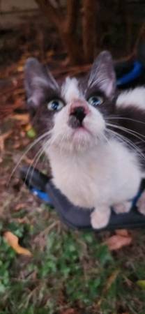 Free kitten for adoption , gatita en adopción (Houston)63859314147841122
