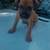 Rehoming my one year old dog 8 thumbnail