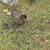 Ducklings and hens 9 thumbnail