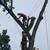 Tree Removal and Tree Trimming Bloomfield Hills 3 thumbnail