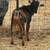 Billy goats for sale 1 thumbnail