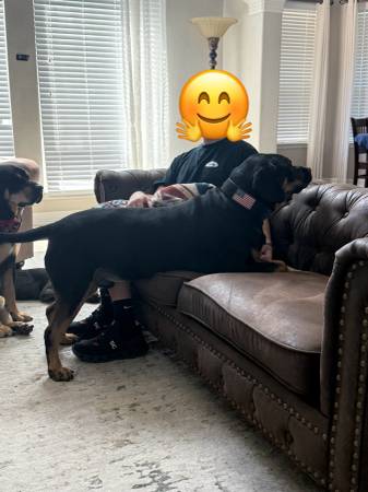 Beautiful Boerboel /Black & Tan. Free to good home. (Cypress)63859313162243122