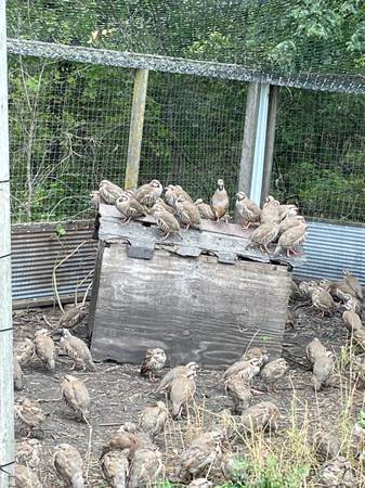 CHUKAR PARTRIDGE FOR SALE 1