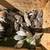 Coturnix Quail 1 thumbnail