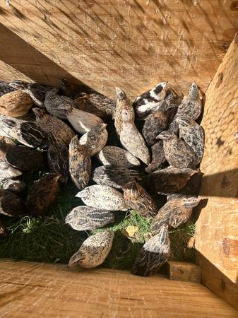 Coturnix Quail 1