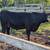 Angus Heifer 11 months old Very Broad 3 thumbnail