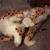 *** 2 1/2' Tall Stuffed Cheetah *** 6 thumbnail
