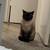 Siamese 🐱 1 thumbnail