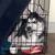 4 month old female husky:) 12 thumbnail