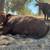 Angus Beef 12 thumbnail
