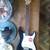 Fender Squire Stratocaster in excellent condition. 1 thumbnail