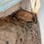 Sulcata tortoise 1 thumbnail