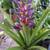 BROMELIADS, various types sizes and colors 1 thumbnail