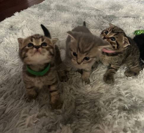 Scottish Fold/ Scottish Straight Kittens64281287002114124