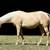 APHA Dunalino Mare In Foal 3 thumbnail