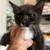 Kittens 1 thumbnail