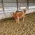 Jersey and Cross Heifers 16 thumbnail