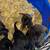 Pups 3 thumbnail