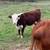 Hereford feeder cattle 10 thumbnail