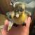 Ducklings! 1 thumbnail