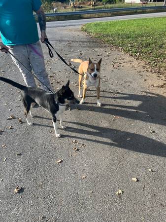 Needing furever homes (Johnson City)63996886307203122