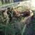 two gold dredge buckets for sale 7 thumbnail