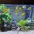 Polar Blue Parrot Saulosi electric yellow blue kenyi cichlids hornwort 3 thumbnail