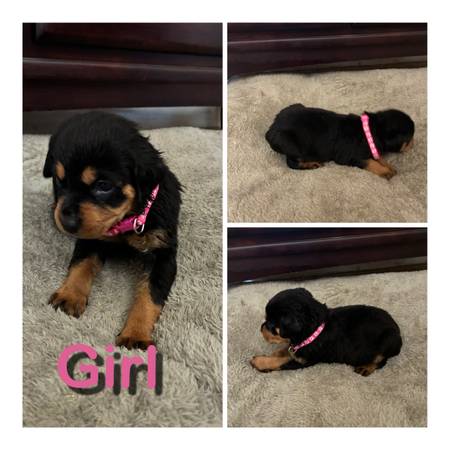 cachorros de Rottweiler (Vallejo)63890025076225121