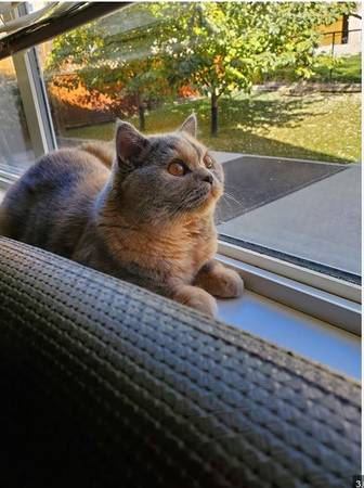 young female cat looking for new home 1