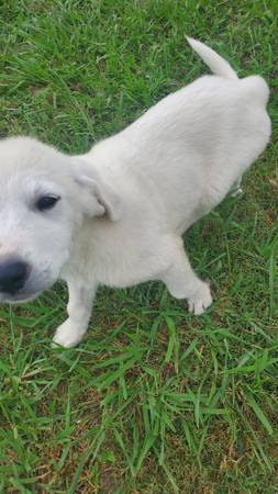 Livestock guardian puppies-$15063897334752131123