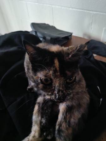 Gato gratis (oakland west)63807551289731121