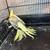Cockatiel birds for sale 2 thumbnail