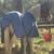 Appaloosa 5 year old gelding 4 thumbnail