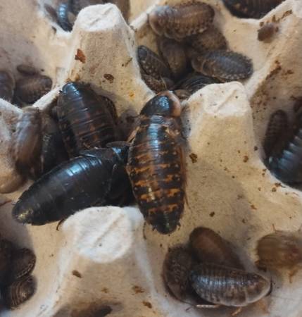 Dubia Roach Starter Colony - feeder insects 1