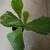 Live Ficus Lyrata (Fiddle Leaf Fig) Indoor Houseplant 3 thumbnail
