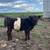 Belted Galloway Cattle for Sale 4 thumbnail