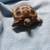 Juvenille Russian Tortoise 1 thumbnail