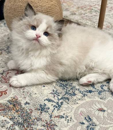 Beautiful ragdoll kitten (636-259-40TWO7)63977769623171120