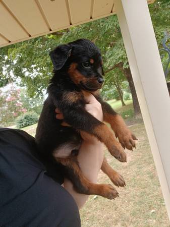 Cachorros Rottweiler634121752931851212