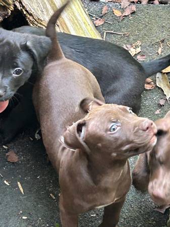 Cachorros de raza mixta 8 semanas (Raymore)63791635474433120