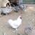 Birds currently available Deford, MI 48729 20 thumbnail