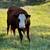 Great Starter Herd - South Poll Cattle 3 thumbnail