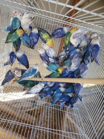 birds/Parrot 1